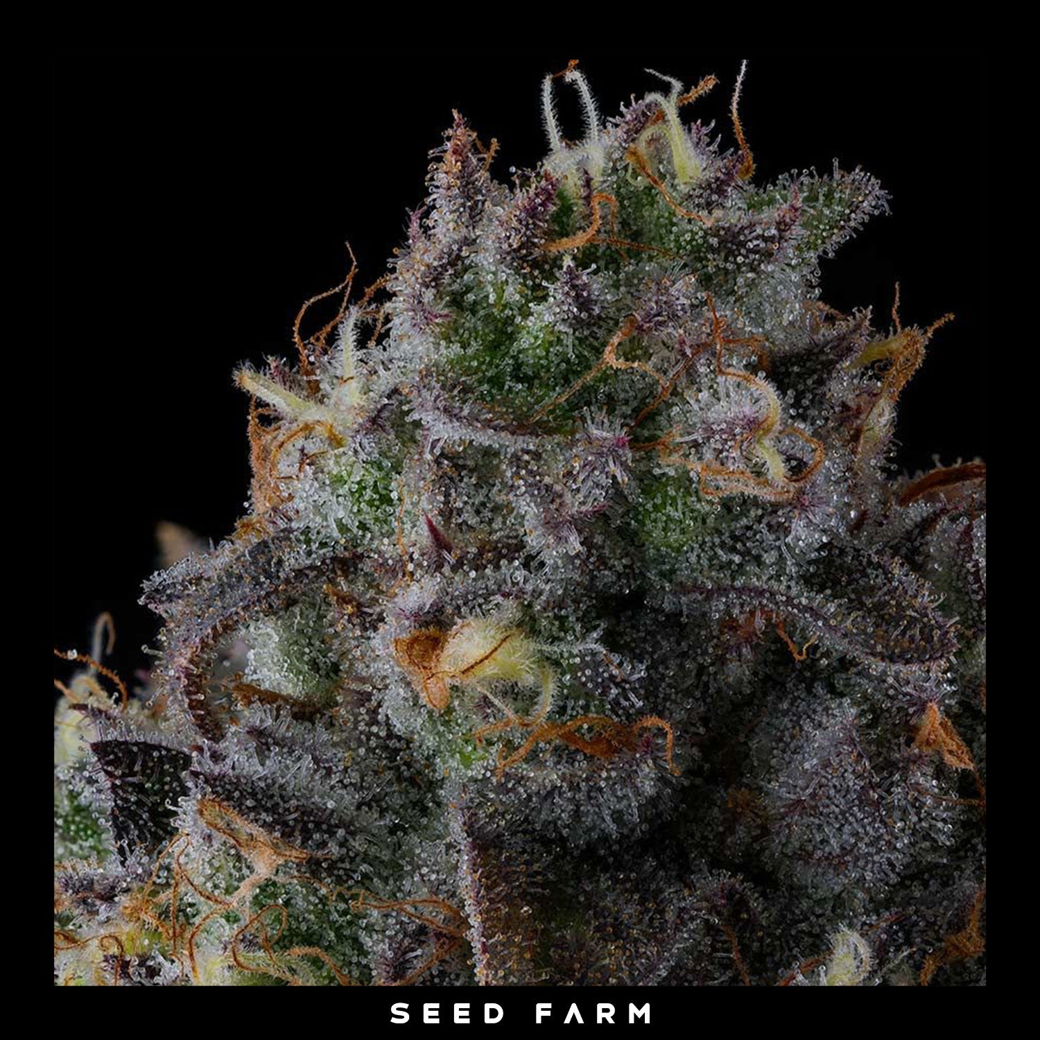 Compound Genetics - FRUIT RIOT - Feminized