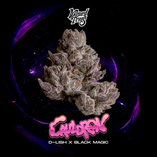 Wizard Trees - CAULDRON - Feminized