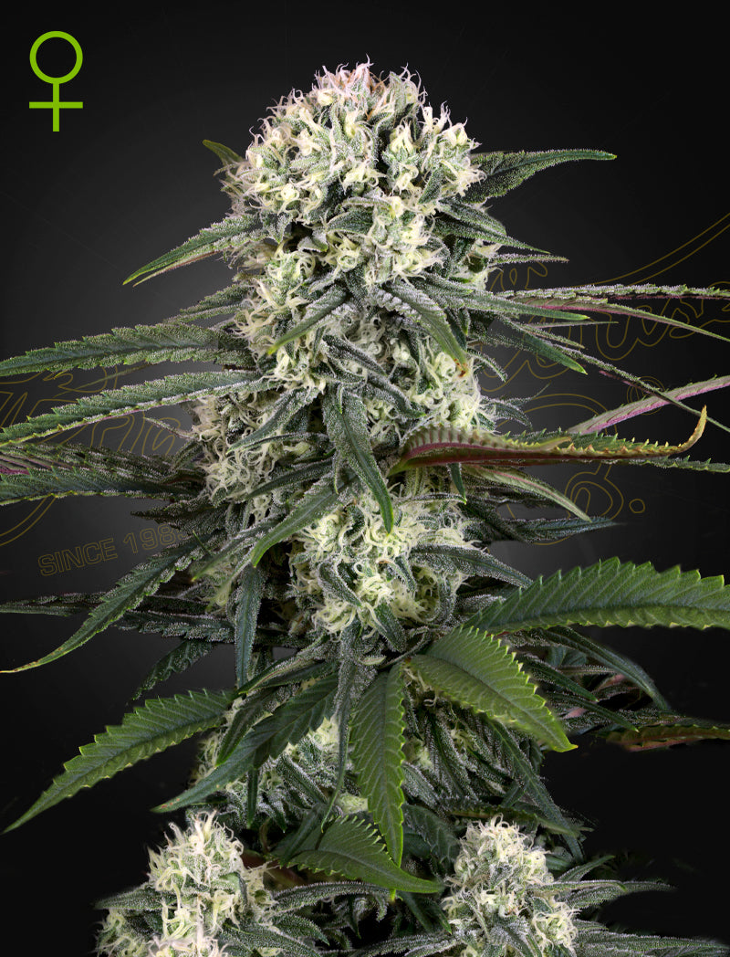 Green House Seed - AUTO BOMB - Automatic