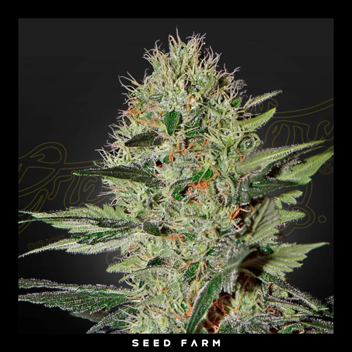 Green House Seed Company, Exodus Cheese, automatic Cannabis Samen, Blüte
