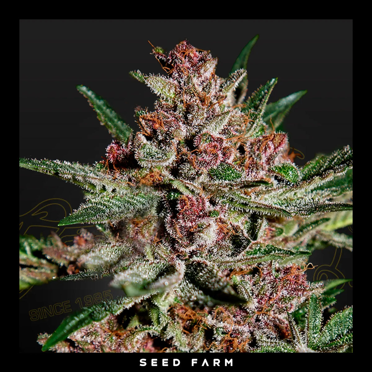 Green House Seeds, Bubba Kush, feminisierte Cannabis Samen, Blüte