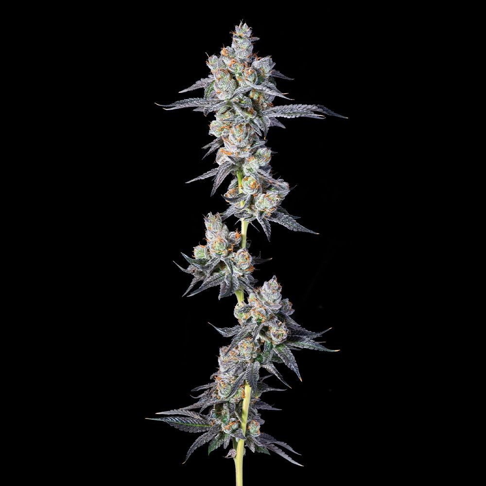 Compound Genetics - HAWAIIAN SKUNKIST - Feminized