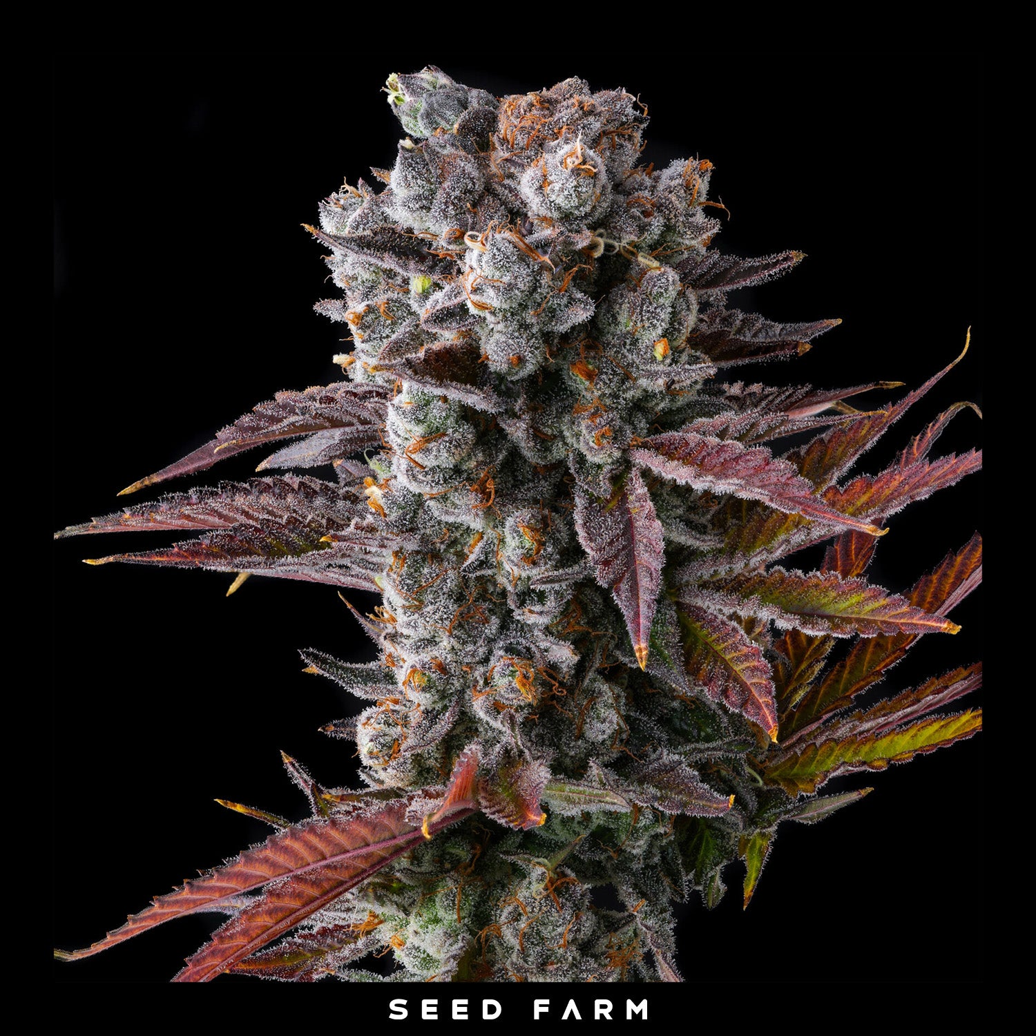 Compound Genetics - HAWAIIAN SUNKIST - Feminized