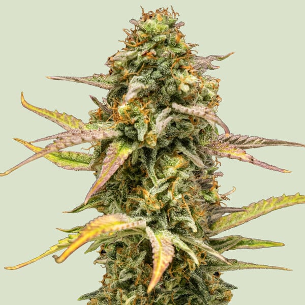 Royal Queen Seeds - HYPERION F1 - Automatic