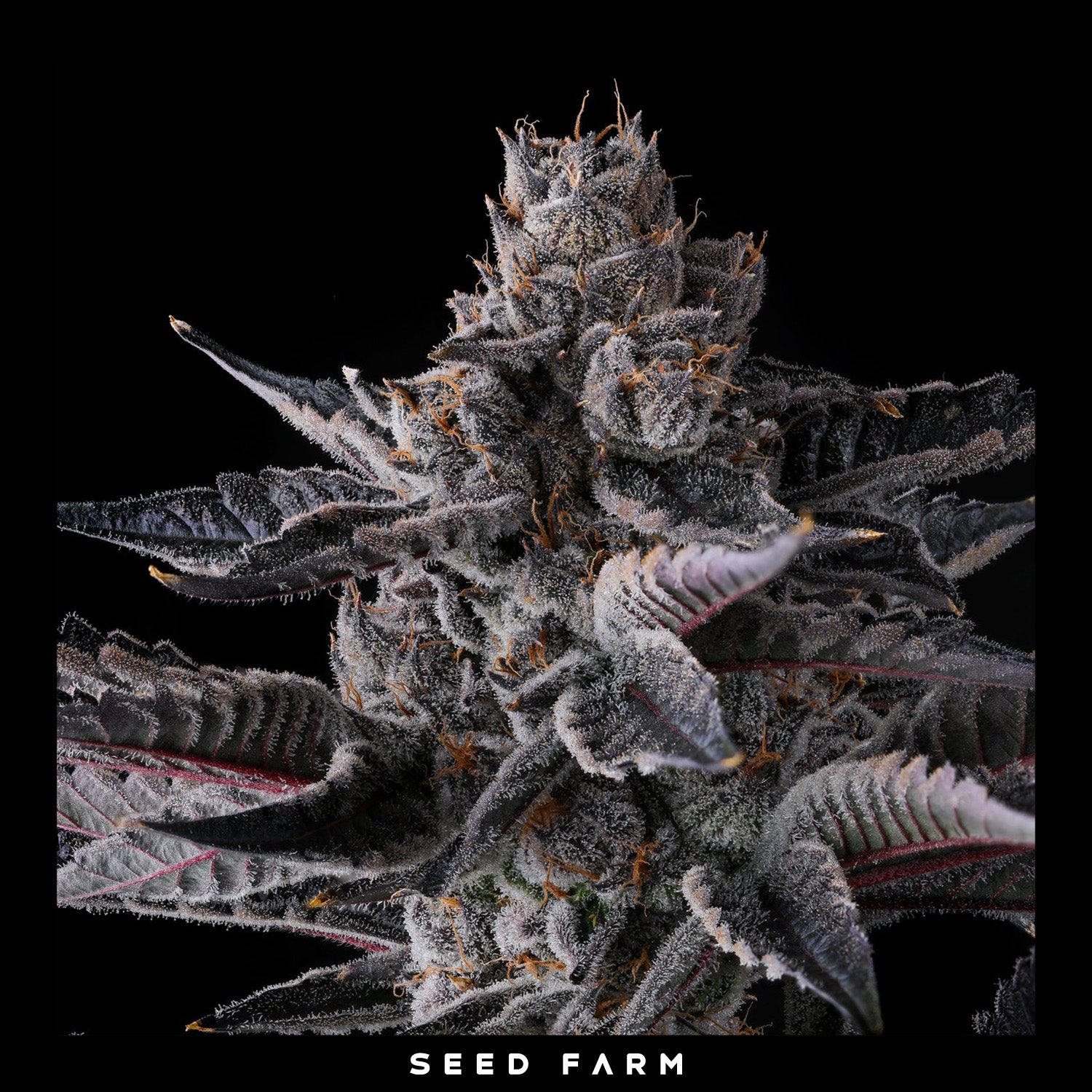 Compound Genetics - NEW MONEY - Feminized