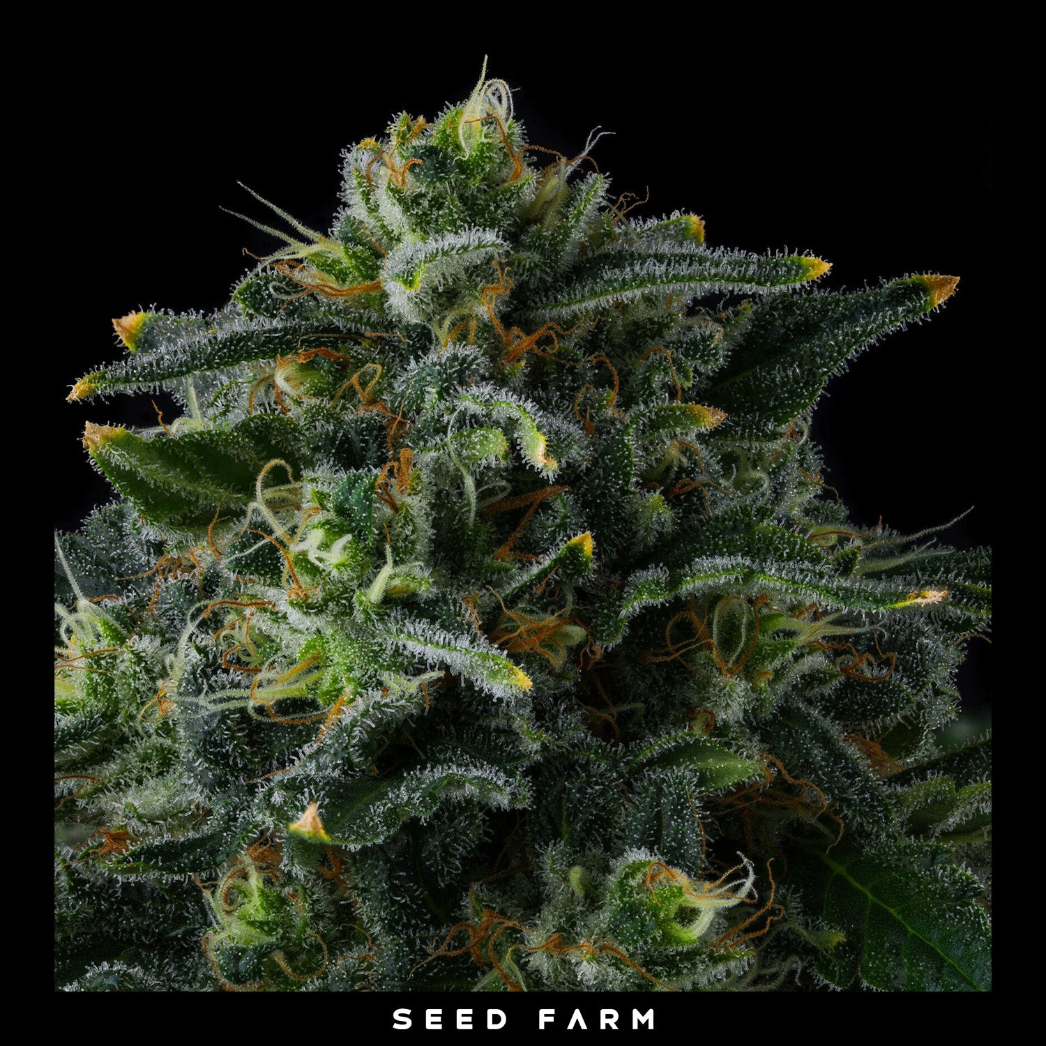 Compound Genetics - PHILBO BAGGINS - Feminized