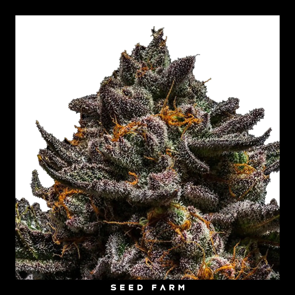 Ripper Seeds Brain Cake feminisierte Cannabis Samen, Blüte