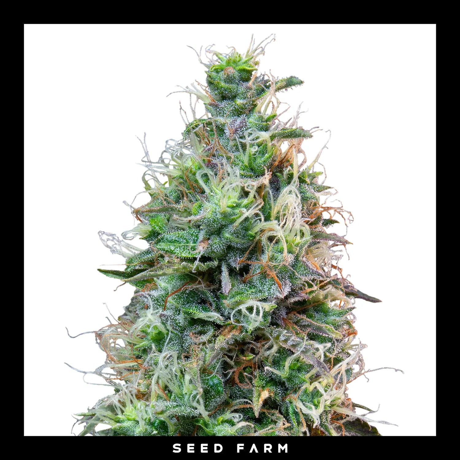 Royal Queen Seeds Amnesia Haze, automatic Cannabis Samen, Blüte