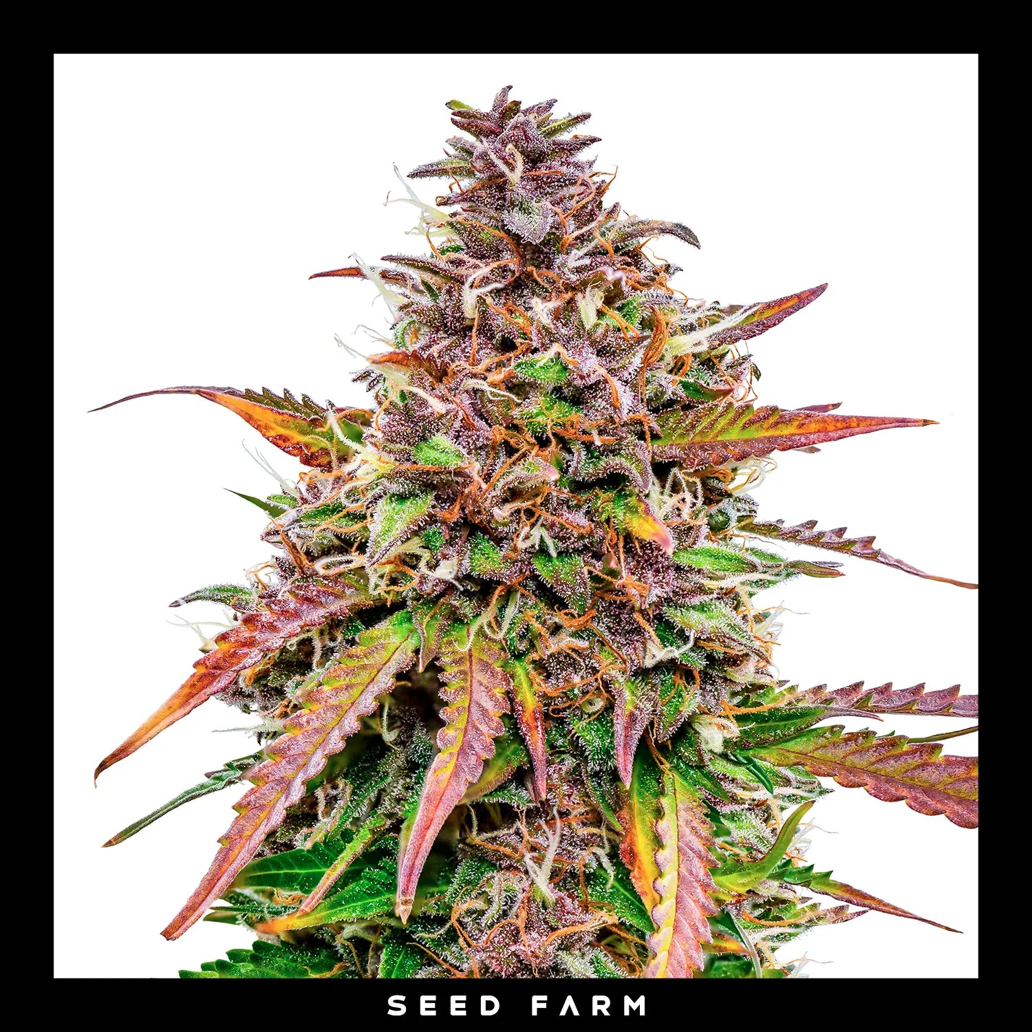 Royal Queen Seeds Bubble Kush, automatic Cannabis Samen, Blüte