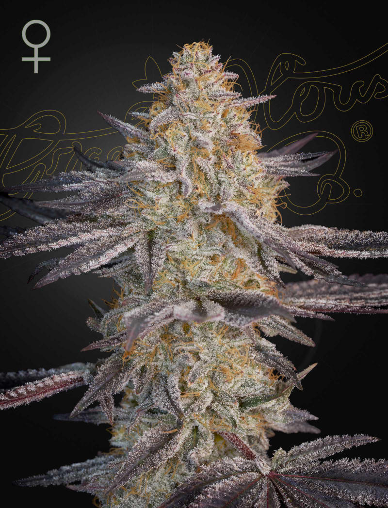 Green House Seed - SUPER LEMON HAZE x RS11 - Feminized - 3 Seeds
