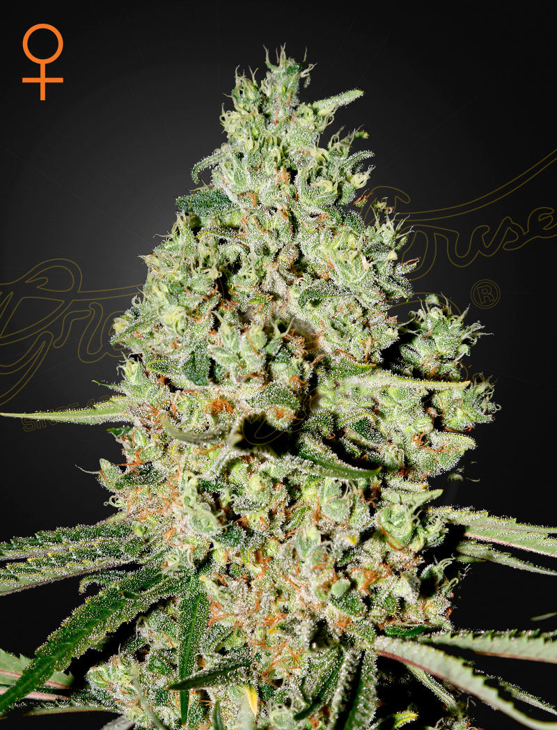 Green House Seed - SUPER CRITICAL - Feminisiert - 5 Seeds