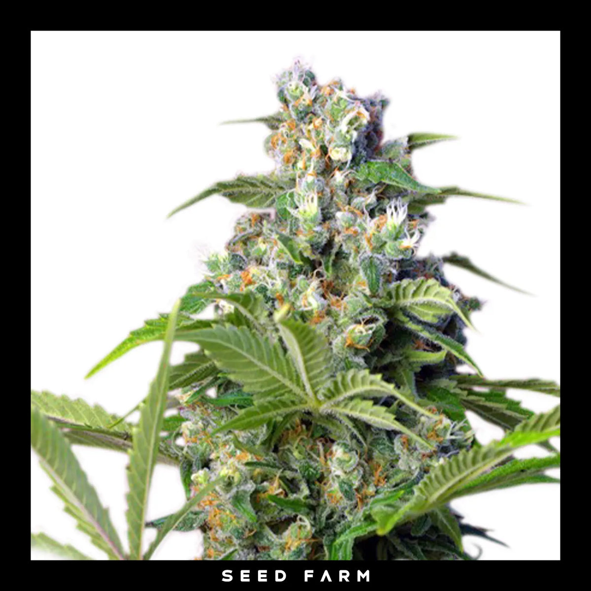 Sweet Seeds, Gorilla Girl, feminisierte Cannabis Samen, Blüte