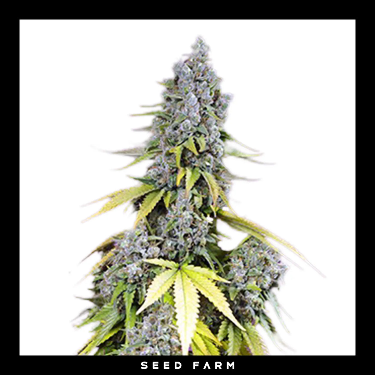 Sweet Seeds, Jet Fuel Mandarine XL, automatische Cannabis Samen, Blüte