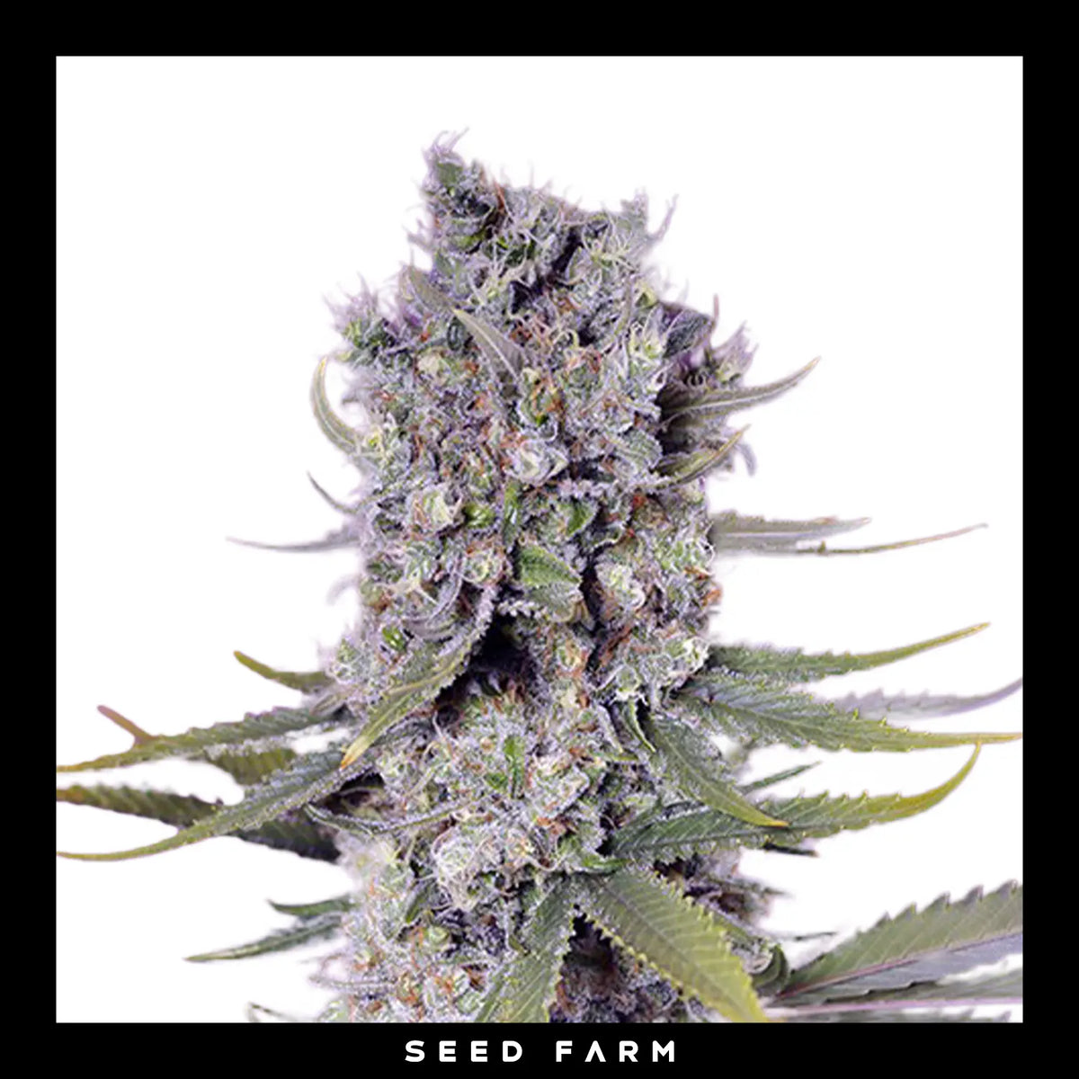 Sweet Seeds, Papaya Zoap F1, Fast Version, feminisierte Cannabis Samen, Blüte