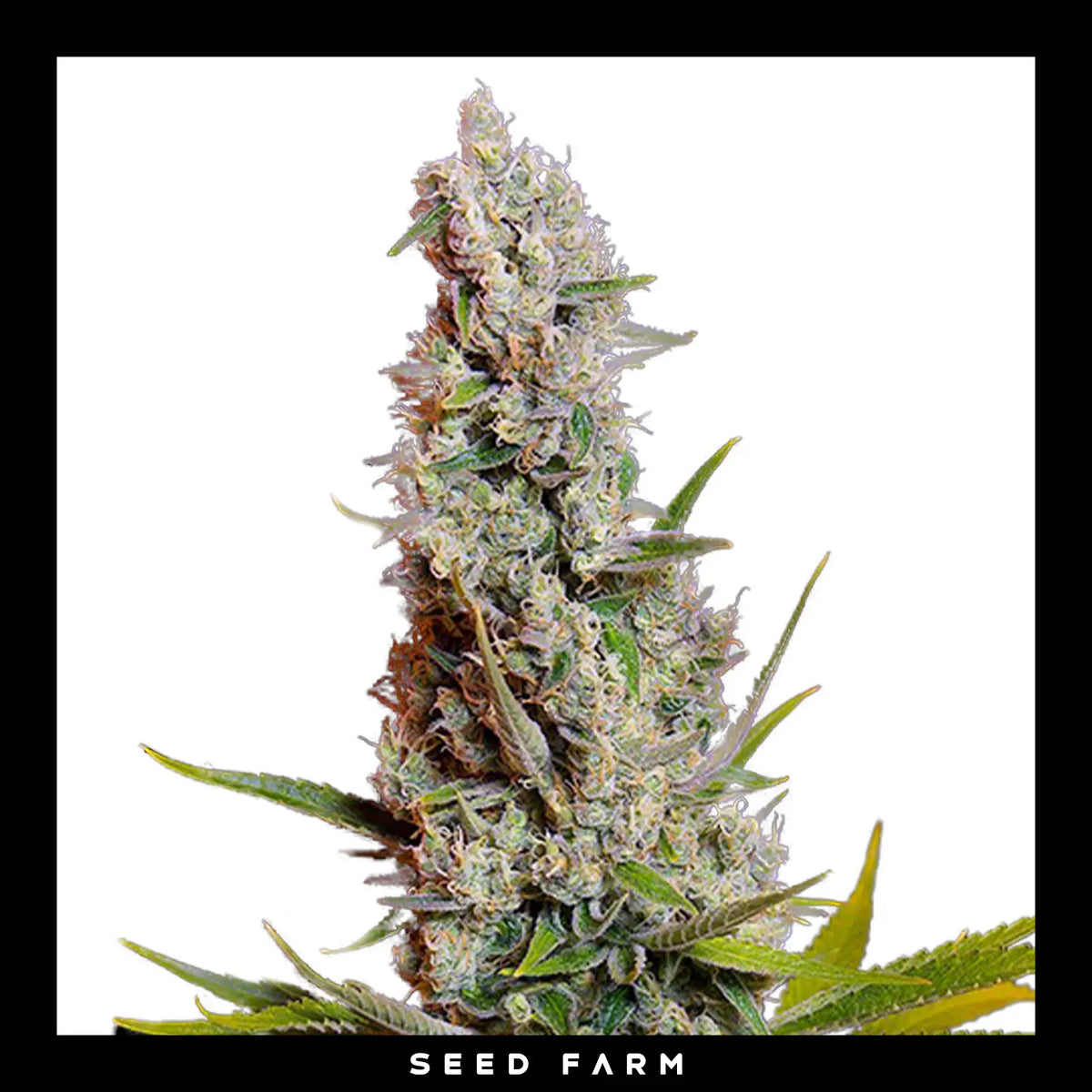 Sweet Seeds, Sweet Cheese, feminisierte Cannabis Samen, Blüte