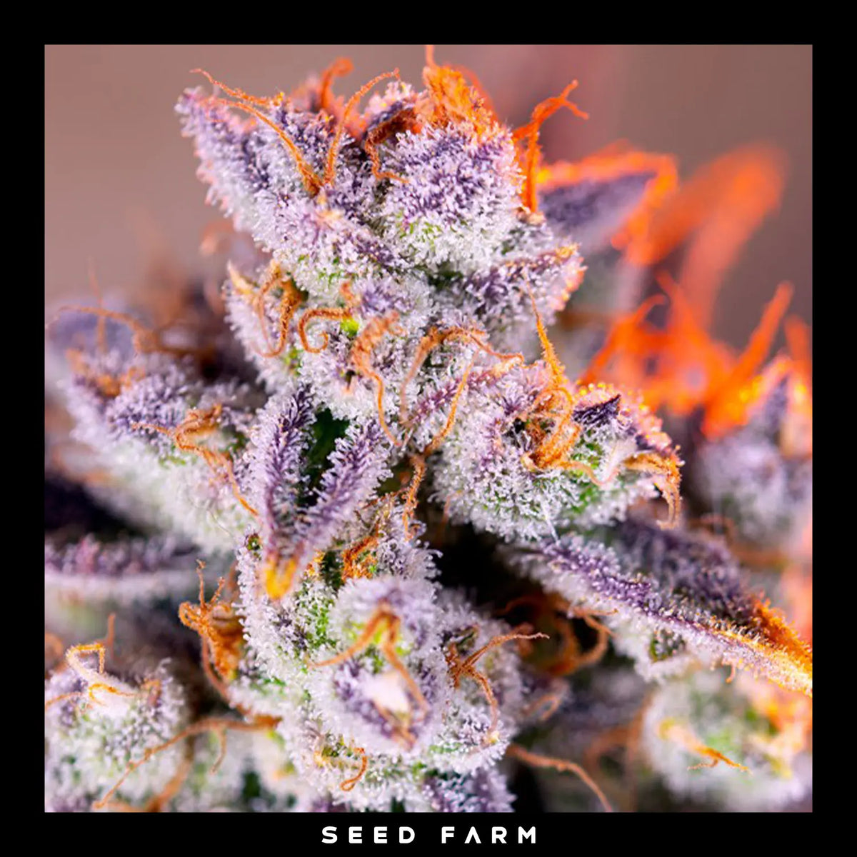 Sweet Seeds, Tropicanna Poison XL, automatische Cannabis Samen, Blüte
