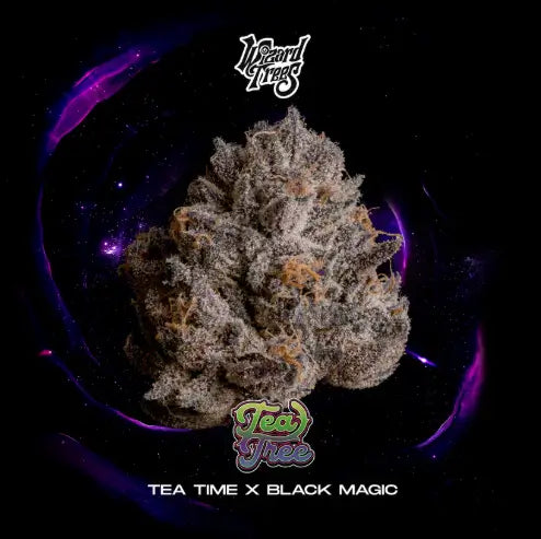 Wizard Trees - TEA TREE - Feminized