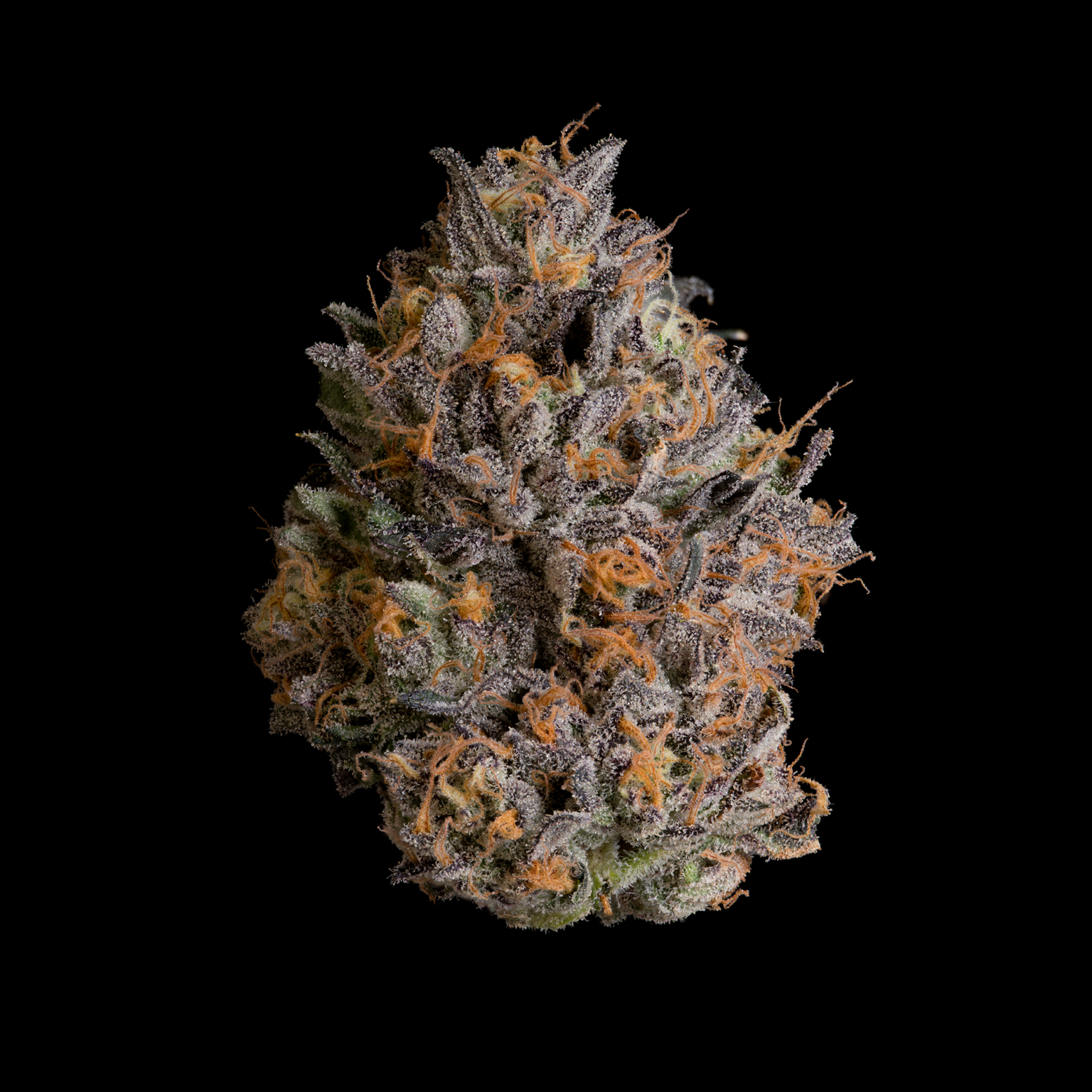 Wizard Trees - BLACK BOW - Feminized